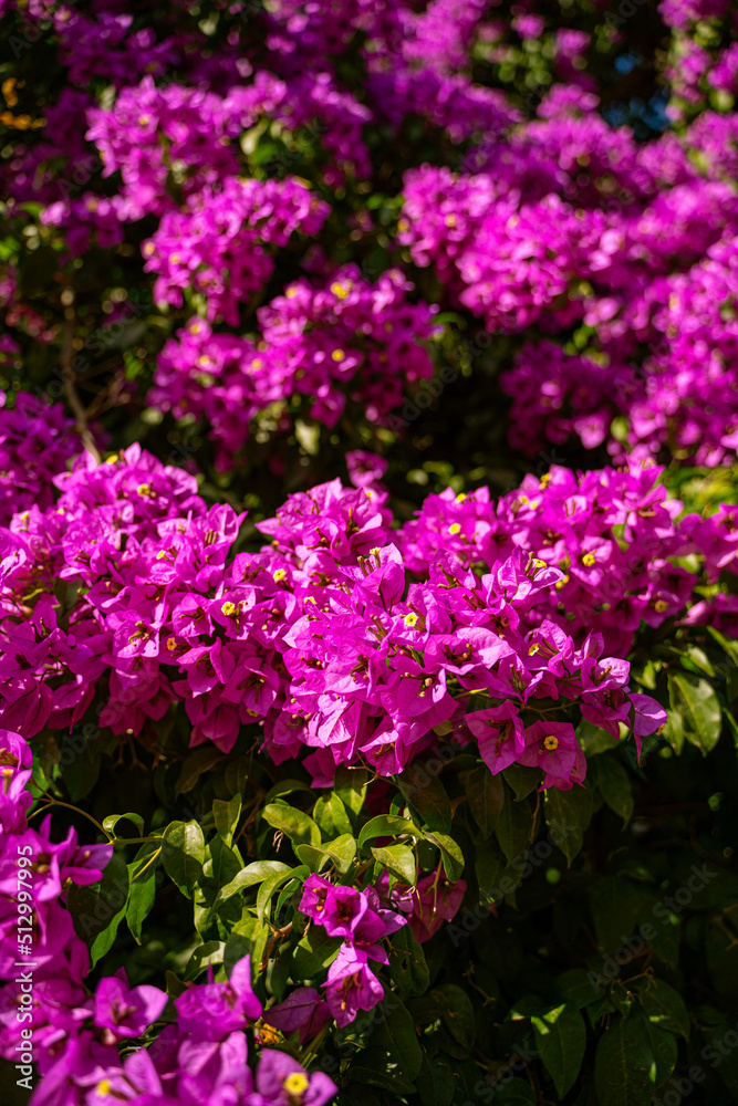 lush rich color purple Bougainvillea bush with beautiful flowers. Nature vertical flowering composition. summer vibes mood with bright colors lush rich color purple Bougainvillea bush with beautiful flowers. Nature vertical flowering composition. summer vibes mood with bright colors
