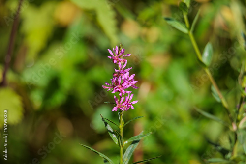Purple meadow flower against blurred green background