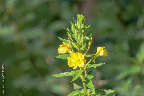 Yellow flowers of evening primrose photo