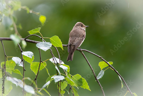 The common redstart female (Phoenicurus phoenicurus) portrait. The bird is shot on a branch against a blurred background. Close-up photo for identification