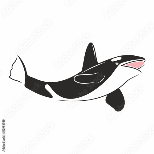 Vector illustration of killer whale black and white predatory mammal of the sea and ocean
