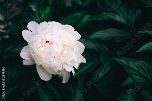 Fototapeta Naklejka Na Ścianę i Meble -  White flower peony flowering on background white peonies flowers. 