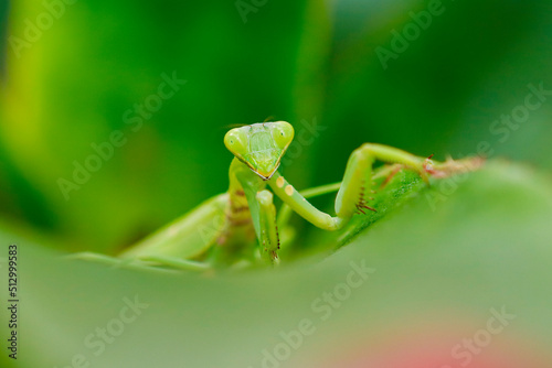 Close-up of a praying mantis on a leaf;