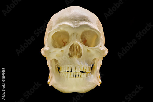 Human skull displayed on a black background.