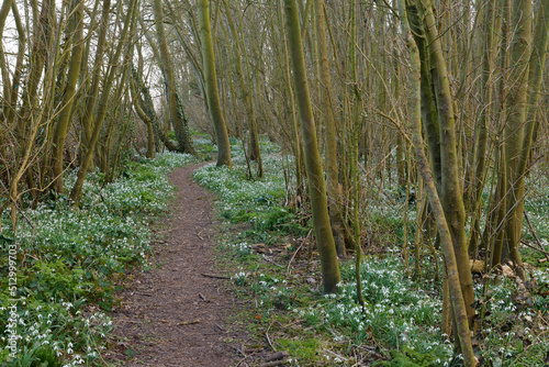 фотографія Path through a forest in early spring on Texel Island, the Netherlands