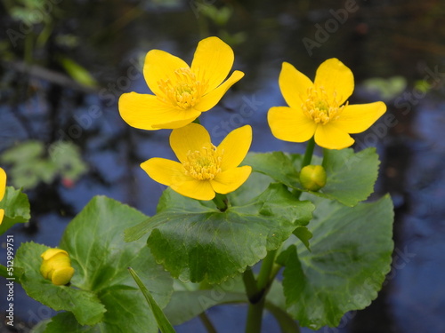 Marsh marigold kingcup yellow spring flowers/ Caltha Palustris
