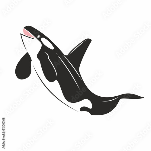 Vector illustration of killer whale black and white predatory mammal of the sea and ocean