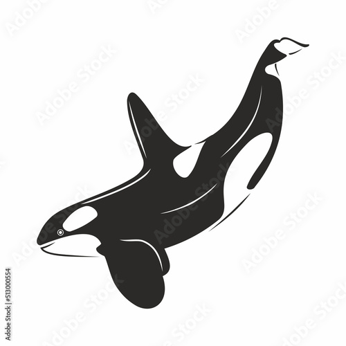 Vector illustration of killer whale black and white predatory mammal of the sea and ocean