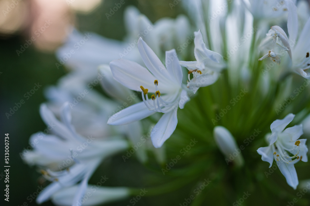 初夏の花々 初夏の花々