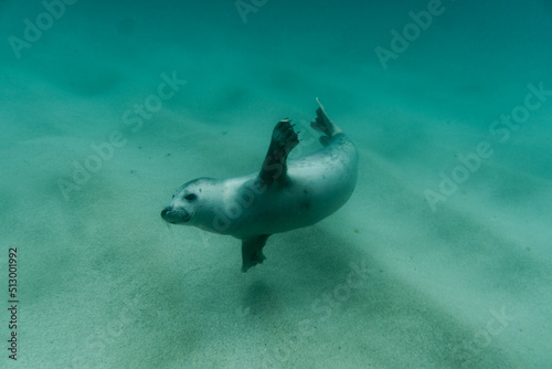 Happy seal pup underwater