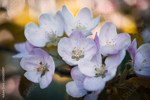 Bright floral background. Spring flowers concept. For design. Nature. spring background