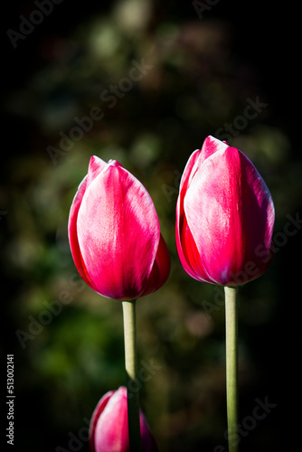 Bright floral background. Spring flowers concept. For design. Nature. spring background