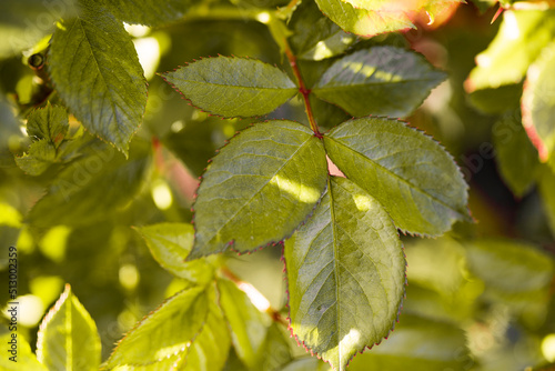 Bright floral background. Spring flowers concept. For design. Nature. spring background
