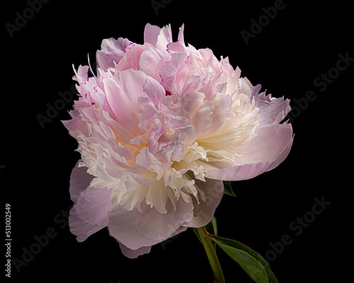 Beautiful pink-white blooming peony with stem and leaves isolated on black background. Studio close-up shot.