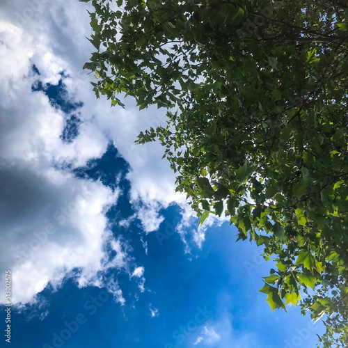 tree and sky