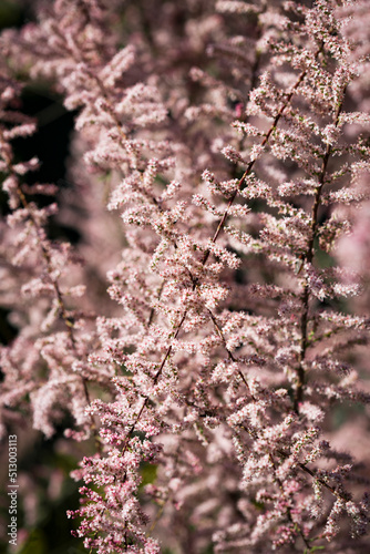 Bright floral background. Spring flowers concept. For design. Nature. spring background