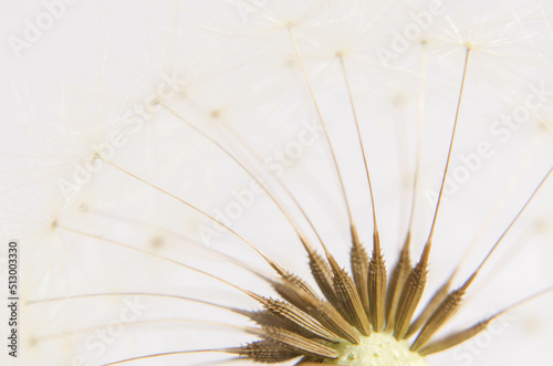 Fototapeta Naklejka Na Ścianę i Meble -  close up of a dandelion