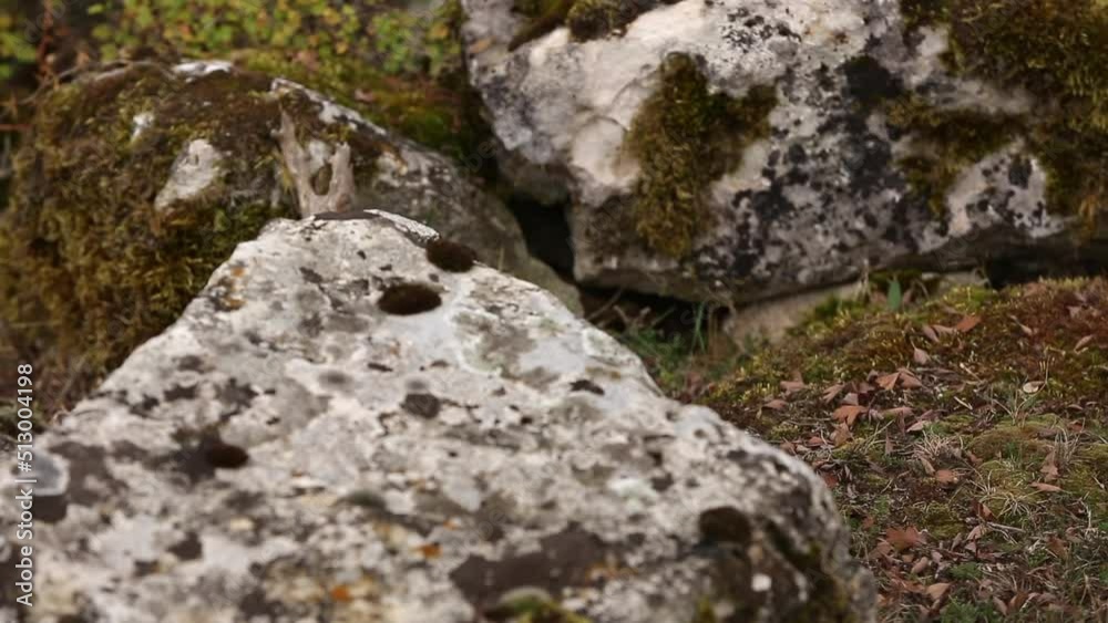 Panorama with a change of focus on two large stones in the forest. Panorama with a change of focus on two large stones in the forest.