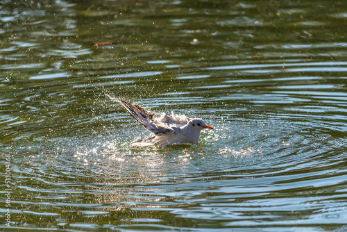 Mouette déployant ses ailes au bord d'un lac © patrick