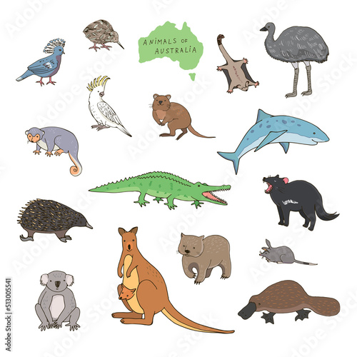 Australian animals vector illustrations set