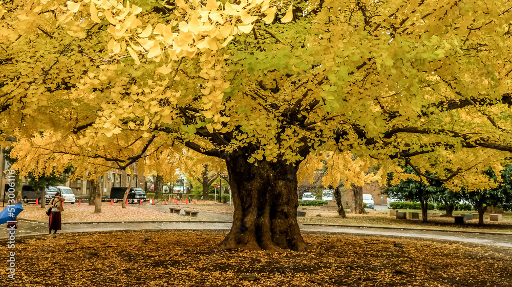 Tokyo,Japan on December7,2019:Huge old yellow ginkgo trees at University of Tokyo(Todai) in autumn.