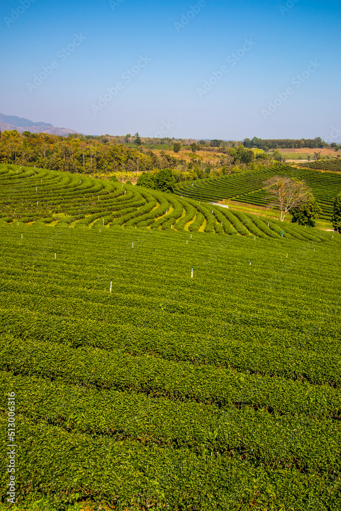 Green nature at Choui Fong Tea Plantation,Mae Chan District,Chiang Rai,Northern Thailand