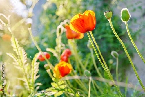 Large decorative red poppies blooming in flower bed  in yellow sunset light