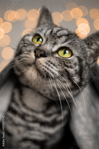 Close-up of a young British Shorthair cat looking up curiously with big green eyes, long whiskers, black nose and beautiful fur markings. Gray background with orange bokeh lights. 