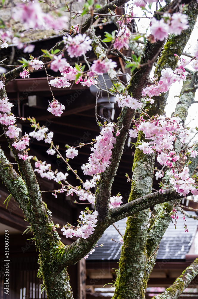 Fototapeta premium 京都平野神社の桜
