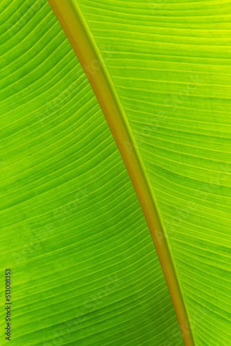 Green tropical leaf background close up