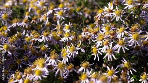 Closeup shot of hairy white oldfield aster (Symphyotrichum pilosum) flowers blooming in a field photo
