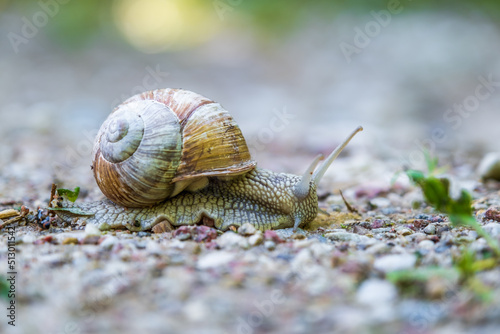 large grape snail crawls slowly along a gravel road