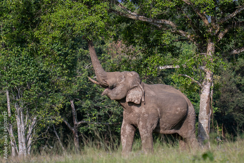 elephant forage