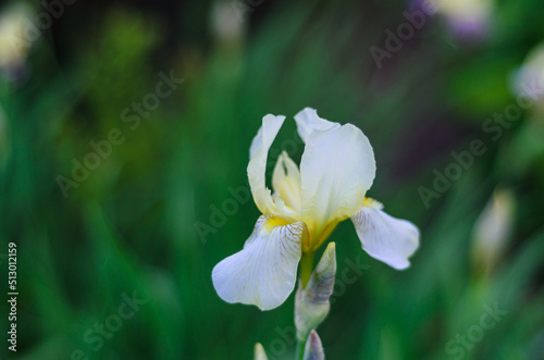 Iris in a flowerbed on a green background7