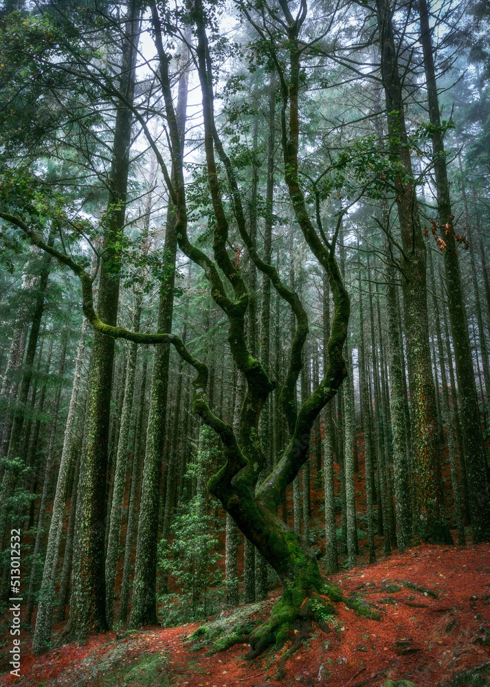 Obraz premium forest in autumn, Madeira