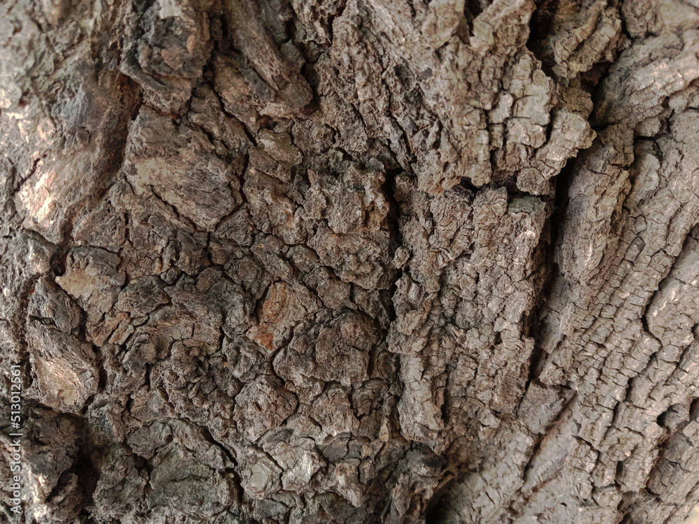 gray brown colored tree shell rough texture background gray brown colored tree shell rough texture background