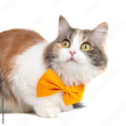 Cute funny fluffy cat beautiful with bow tie isolated on the white background