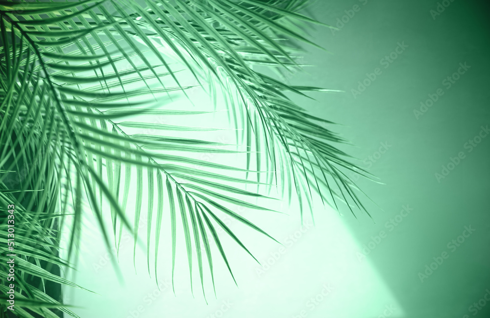 Green branches of a palm tree on a light green background of a concrete wall. Selective focus.