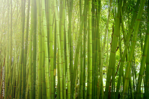 A green bamboo grove with the sun among the trunks.