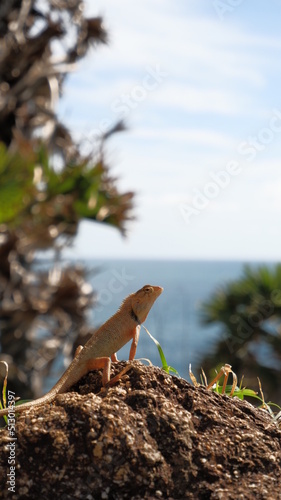 Lizard on a rock