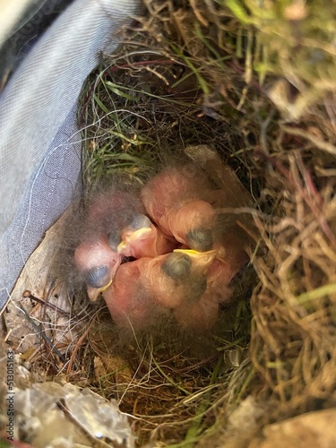 baby bird nest