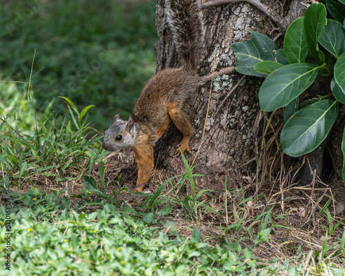 Closeup shot of a Variegated squirrel on the grass in the forest photo