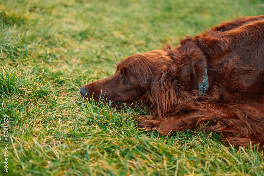 Tired unhappy brown Irish Setter dog lies on the grass in a summer park.