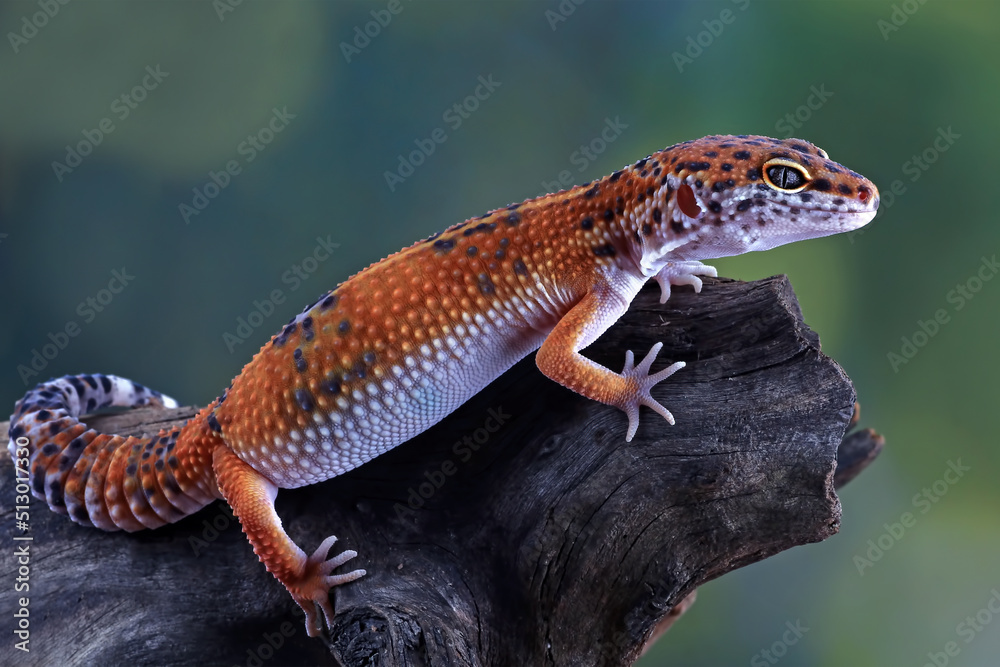 Naklejka premium leopard gecko lizard on wood ,animal closeup, eublepharis macularius