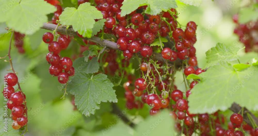 Fresh currant red berries in the garden. Red currants. Juicy ripe berries of red currant on bush. Garden berries background Fresh currant red berries in the garden. Red currants. Juicy ripe berries of red currant on bush. Garden berries background