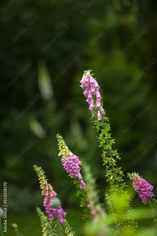 Colorful pink foxglove flowers blooming in a lush green garden. Purple outdoor plants growing in a beautiful backyard. Group of delicate summer plant with tiny green leaves, flowering in a flowerbed Colorful pink foxglove flowers blooming in a lush green garden. Purple outdoor plants growing in a beautiful backyard. Group of delicate summer plant with tiny green leaves, flowering in a flowerbed