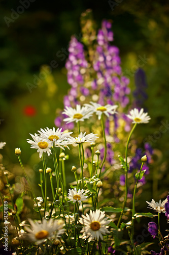 Daisy flowers in full bloom in its natural environment in summer. Bright white daisies growing in a botanical garden in nature. Flowering plants blossoming in a green grassy field. Flora blooming
