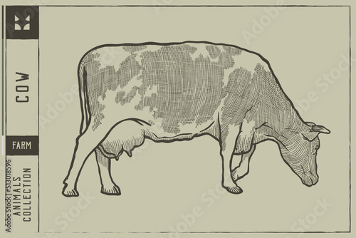  Farm cow Vector illustration - Hand drawn - Out line