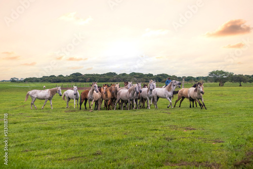 Paisaje natural en llano con atardecer de fondo y enfoque principal en grupo de caballos galopando junto a jinetes en prados verdes 