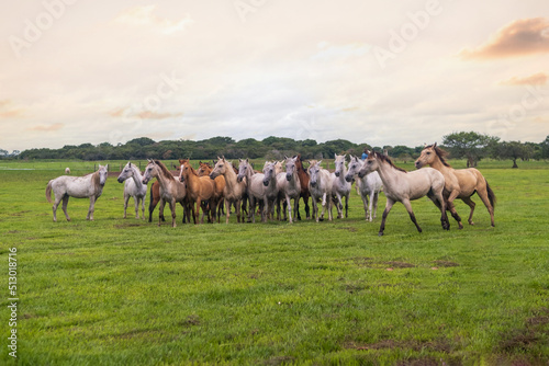 Paisaje natural en llano con atardecer de fondo y enfoque principal en grupo de caballos galopando junto a jinetes en prados verdes 